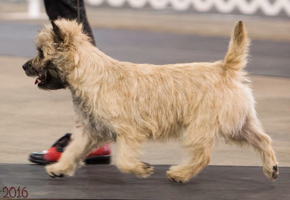 do cairn terriers change color